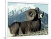 Rocky Mountain Bighorn Sheep, Jasper National Park-Lynn M^ Stone-Framed Photographic Print