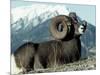 Rocky Mountain Bighorn Sheep, Jasper National Park-Lynn M^ Stone-Mounted Photographic Print