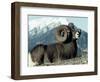 Rocky Mountain Bighorn Sheep, Jasper National Park-Lynn M^ Stone-Framed Photographic Print