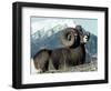 Rocky Mountain Bighorn Sheep, Jasper National Park-Lynn M^ Stone-Framed Photographic Print