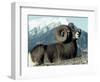 Rocky Mountain Bighorn Sheep, Jasper National Park-Lynn M^ Stone-Framed Photographic Print