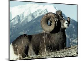 Rocky Mountain Bighorn Sheep, Jasper National Park-Lynn M^ Stone-Mounted Photographic Print