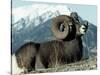 Rocky Mountain Bighorn Sheep, Jasper National Park-Lynn M^ Stone-Stretched Canvas