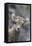 Rocky Mountain Bighorn Sheep Lamb-Ken Archer-Framed Stretched Canvas