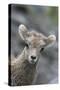 Rocky Mountain Bighorn Sheep Lamb-Ken Archer-Stretched Canvas