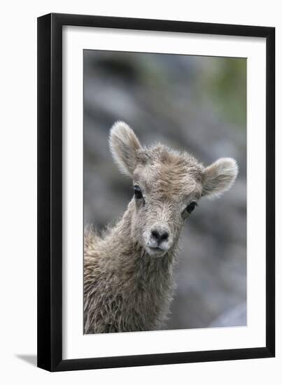 Rocky Mountain Bighorn Sheep Lamb-Ken Archer-Framed Premium Photographic Print