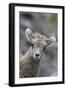 Rocky Mountain Bighorn Sheep Lamb-Ken Archer-Framed Premium Photographic Print