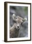 Rocky Mountain Bighorn Sheep Lamb-Ken Archer-Framed Photographic Print