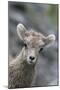 Rocky Mountain Bighorn Sheep Lamb-Ken Archer-Mounted Photographic Print