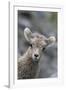 Rocky Mountain Bighorn Sheep Lamb-Ken Archer-Framed Photographic Print