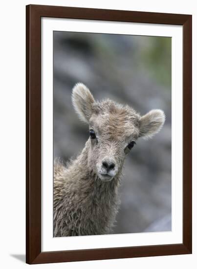 Rocky Mountain Bighorn Sheep Lamb-Ken Archer-Framed Photographic Print