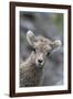 Rocky Mountain Bighorn Sheep Lamb-Ken Archer-Framed Photographic Print