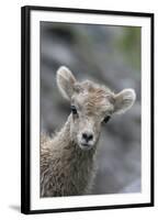 Rocky Mountain Bighorn Sheep Lamb-Ken Archer-Framed Photographic Print