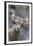 Rocky Mountain Bighorn Sheep Lamb-Ken Archer-Framed Photographic Print