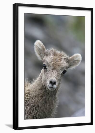 Rocky Mountain Bighorn Sheep Lamb-Ken Archer-Framed Photographic Print