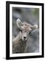 Rocky Mountain Bighorn Sheep Lamb-Ken Archer-Framed Photographic Print