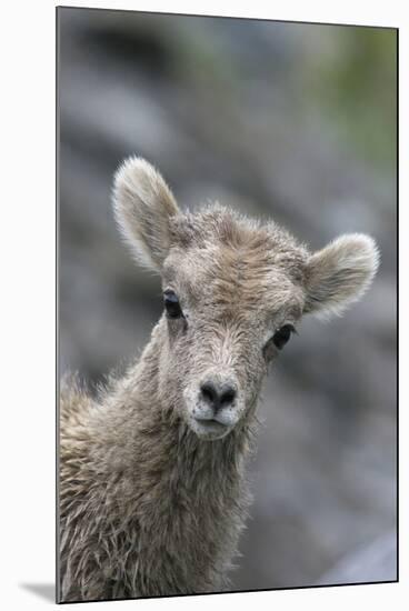 Rocky Mountain Bighorn Sheep Lamb-Ken Archer-Mounted Photographic Print