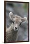 Rocky Mountain Bighorn Sheep Lamb-Ken Archer-Framed Photographic Print