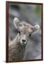 Rocky Mountain Bighorn Sheep Lamb-Ken Archer-Framed Photographic Print