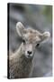 Rocky Mountain Bighorn Sheep Lamb-Ken Archer-Stretched Canvas