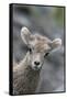 Rocky Mountain Bighorn Sheep Lamb-Ken Archer-Framed Stretched Canvas