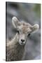 Rocky Mountain Bighorn Sheep Lamb-Ken Archer-Stretched Canvas