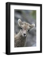 Rocky Mountain Bighorn Sheep Lamb-Ken Archer-Framed Photographic Print