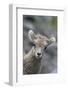 Rocky Mountain Bighorn Sheep Lamb-Ken Archer-Framed Photographic Print