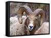 Rocky Mountain Bighorn Sheep Near Radium, B.C-Richard Wright-Framed Stretched Canvas