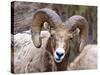 Rocky Mountain Bighorn Sheep Near Radium, B.C-Richard Wright-Stretched Canvas