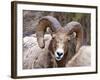 Rocky Mountain Bighorn Sheep Near Radium, B.C-Richard Wright-Framed Photographic Print