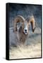 Rocky Mountain Bighorn Sheep Near Radium, B.C-Richard Wright-Framed Stretched Canvas