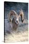 Rocky Mountain Bighorn Sheep Near Radium, B.C-Richard Wright-Stretched Canvas