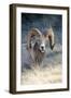 Rocky Mountain Bighorn Sheep Near Radium, B.C-Richard Wright-Framed Photographic Print