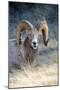 Rocky Mountain Bighorn Sheep Near Radium, B.C-Richard Wright-Mounted Photographic Print