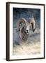 Rocky Mountain Bighorn Sheep Near Radium, B.C-Richard Wright-Framed Photographic Print