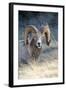 Rocky Mountain Bighorn Sheep Near Radium, B.C-Richard Wright-Framed Photographic Print