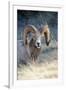 Rocky Mountain Bighorn Sheep Near Radium, B.C-Richard Wright-Framed Photographic Print