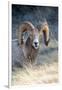 Rocky Mountain Bighorn Sheep Near Radium, B.C-Richard Wright-Framed Photographic Print