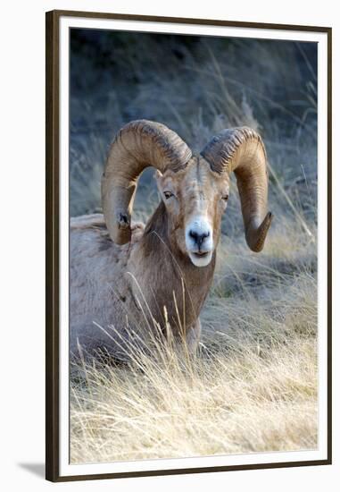 Rocky Mountain Bighorn Sheep Near Radium, B.C-Richard Wright-Framed Premium Photographic Print