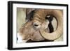 Rocky Mountain Bighorn Sheep Near Radium, B.C-Richard Wright-Framed Photographic Print