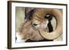 Rocky Mountain Bighorn Sheep Near Radium, B.C-Richard Wright-Framed Photographic Print