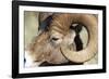 Rocky Mountain Bighorn Sheep Near Radium, B.C-Richard Wright-Framed Photographic Print