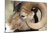 Rocky Mountain Bighorn Sheep Near Radium, B.C-Richard Wright-Mounted Photographic Print