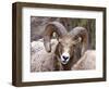 Rocky Mountain Bighorn Sheep Near Radium, B.C-Richard Wright-Framed Photographic Print