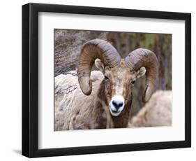 Rocky Mountain Bighorn Sheep Near Radium, B.C-Richard Wright-Framed Photographic Print