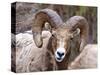 Rocky Mountain Bighorn Sheep Near Radium, B.C-Richard Wright-Stretched Canvas