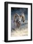 Rocky Mountain Bighorn Sheep Near Radium, B.C-Richard Wright-Framed Photographic Print