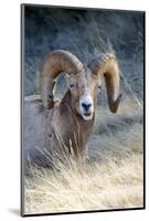 Rocky Mountain Bighorn Sheep Near Radium, B.C-Richard Wright-Mounted Photographic Print