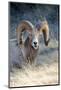 Rocky Mountain Bighorn Sheep Near Radium, B.C-Richard Wright-Mounted Photographic Print